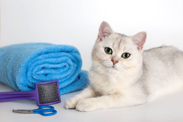 Cute kitten lie with roll of blue towel, on white background