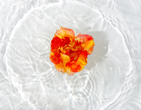 Beautiful rose petals macro with drop floating on surface of the water close up. It can be used as background.

 Flat lay, top view, copy space concept.
