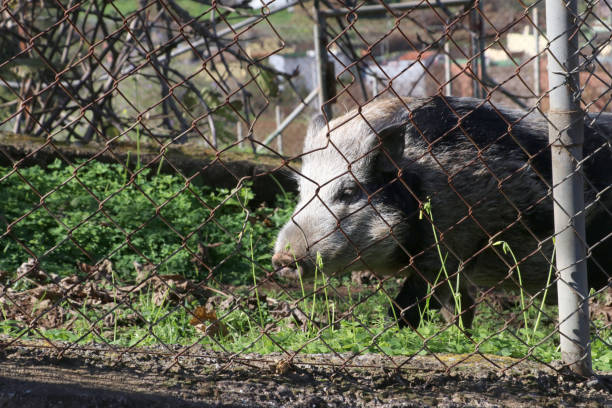 istock black pig Canary islands 1298162390