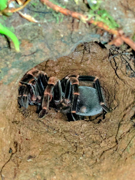 istock Costa Rican Redleg Tarantula in its burrow in Monteverde Cloud Forest 1298162594