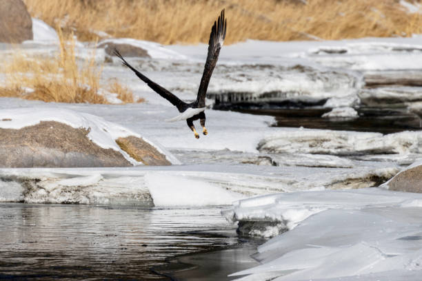 istock Bald Eagle in Eleven Mile Canyon 1298163422