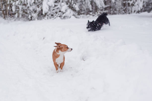 istock Two small dogs playing in winter forest 1298163797