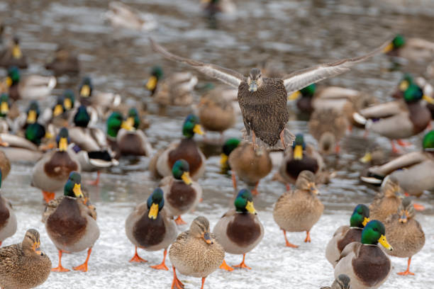 istock Female Mallard Duck Flying Over Other Ducks 1298164163
