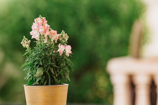 Beautiful colorful summer garden. Blooming violets and clay flowerpot