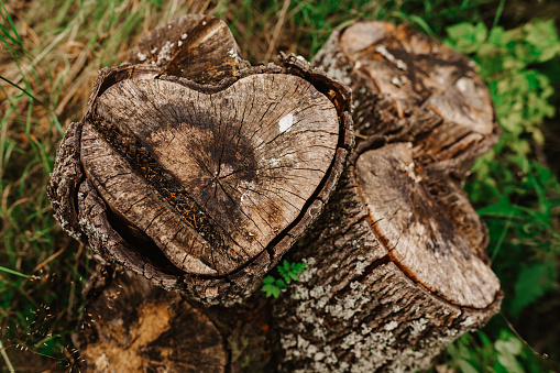 Close uo of a tree stump in form of a heart shape