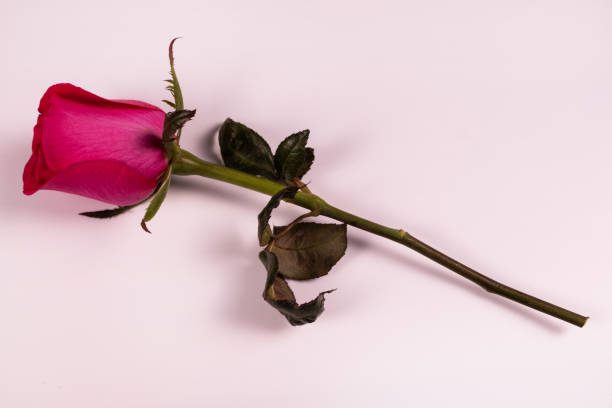 istock lilac rose and its stem full video 1298164928
