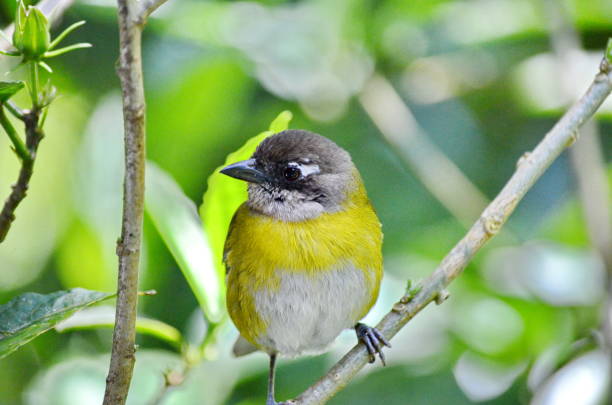 istock Common Chlorospingus on a tree branch in Monteverde Cloud Forest 1298165210