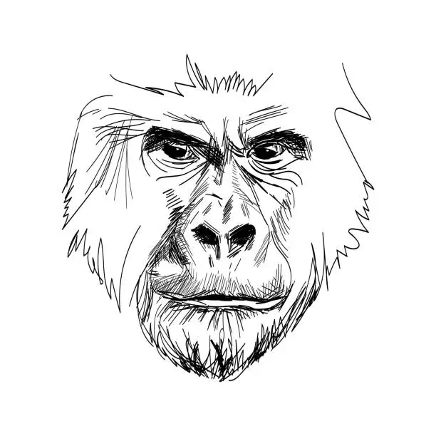 Vector illustration of Gorilla portrait hand drawn sketch