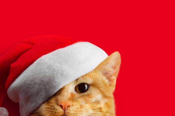 istock Funny cats face in santa hat on red background. 1298166677