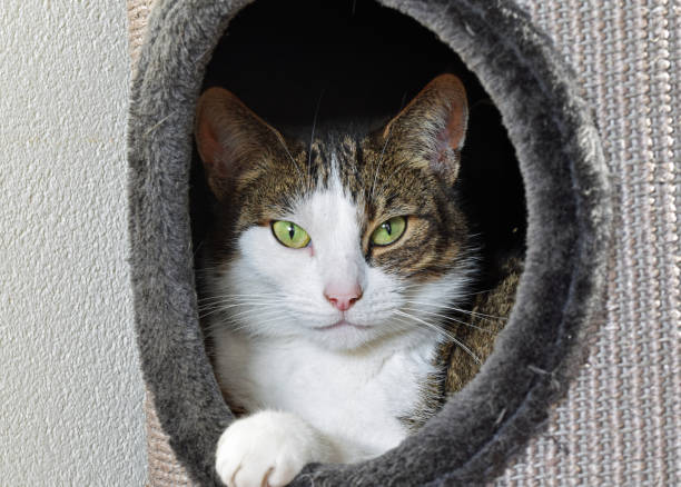 house cat lies in a scratching barrel looking repax straight into the camera stock photo