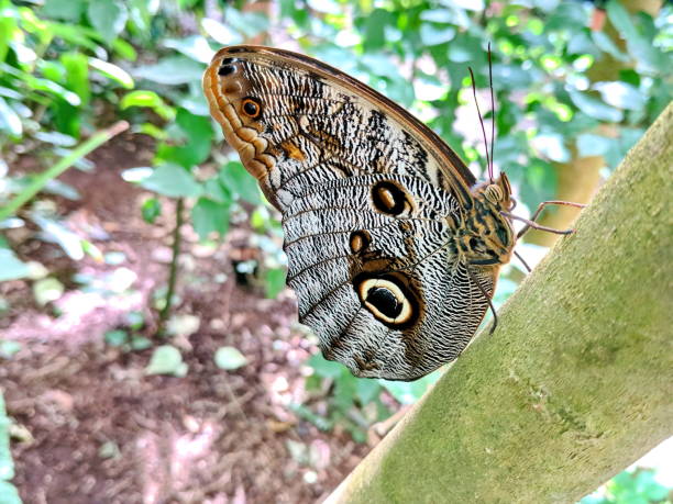 istock Owl Butterfly resting on plant 1298168453