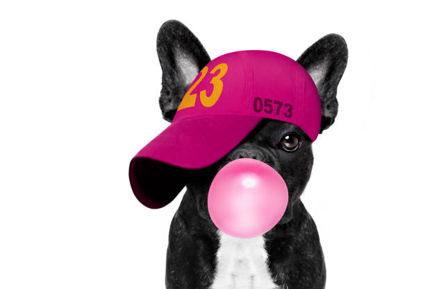 istock cool baseball cap urban dog 1298168567