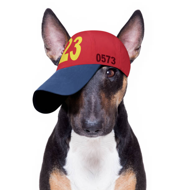 istock cool baseball cap urban dog 1298168783
