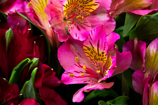 Pink alstroemeria close up, floral background