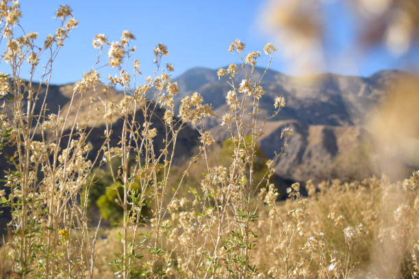 istock Sunny Wheat Field in California 1298169876