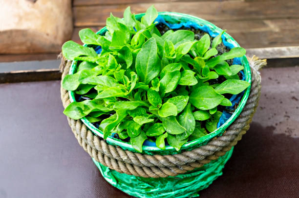 istock Garden ceramic pot with green plants outdoors, hand made, gardening concept 1298170929