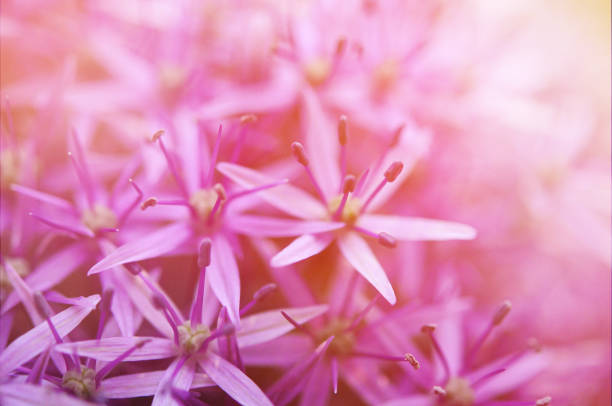 flores de allium - allium flower fotografías e imágenes de stock