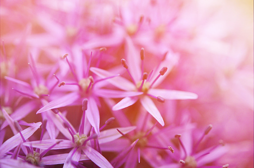 Close up of Allium flowers