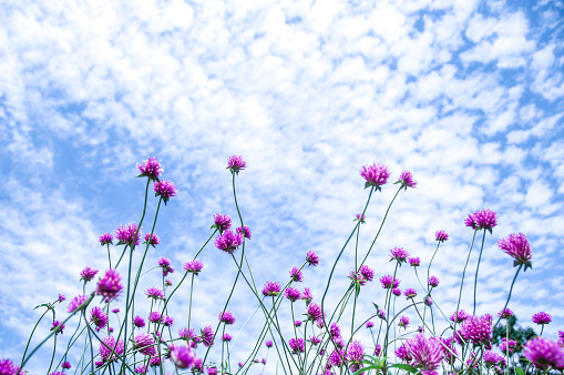 Globe Amaranth flowers over blue skies