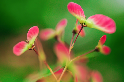 Extreme close up of blooming Japanese maple tree