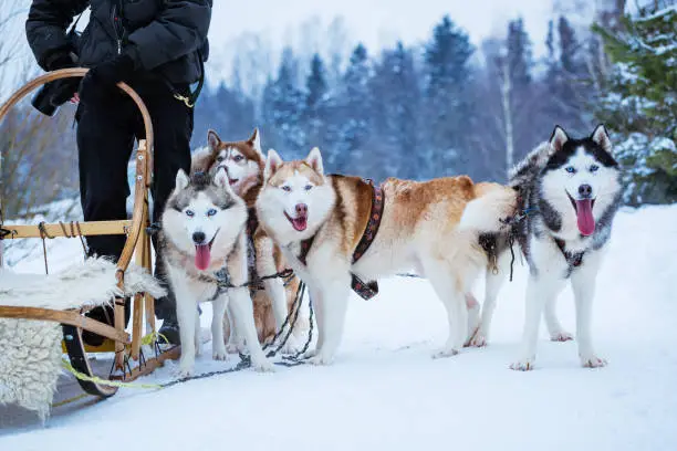 Husky sled dogs in winter on snow day