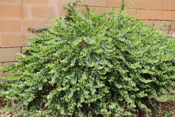 istock Capparis spinosa in a wall, Malta 1298172823