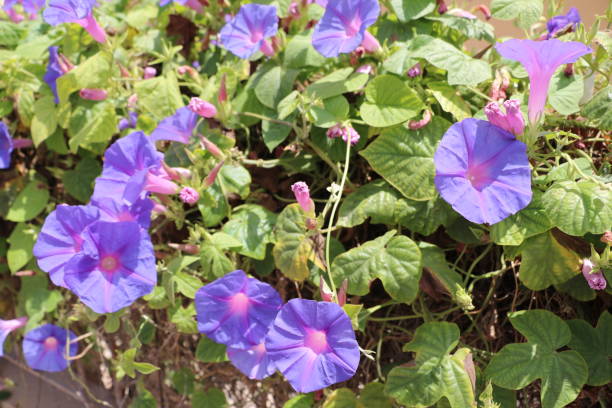 Ipomoea purpurea in the garden, Germany
