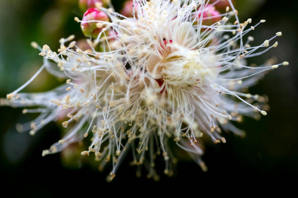White flowers after the rain, nature background with copy space, full frame horizontal composition