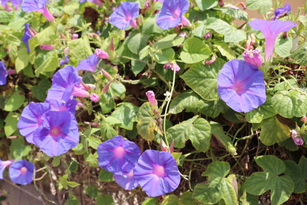 istock Morning Glory blooming in summer, Malta 1298174205