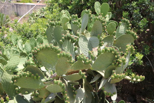 istock Opuntia ficus indica on Malta 1298175193