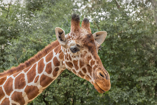 Reticulated Giraffe, Giraffa camelopardalis reticulata, Somali giraffe. Animals in der wild life