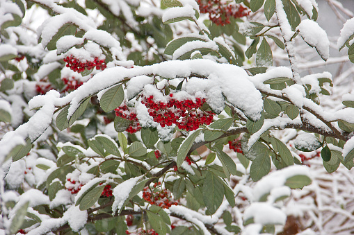 Snow covered crabapples hanging in the forest, Rimy Apple Tree