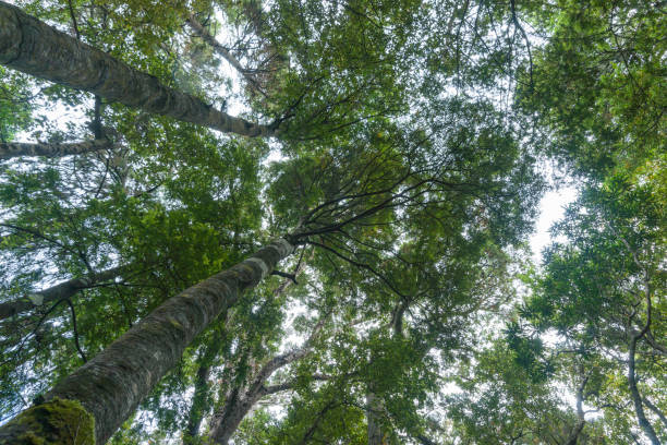 istock Tall rimu trees tower from below overhead converging into forest canopy. 1298176922