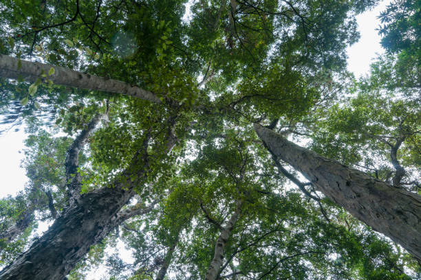 istock Tall rimu trees tower from below overhead converging into forest canopy. 1298177644