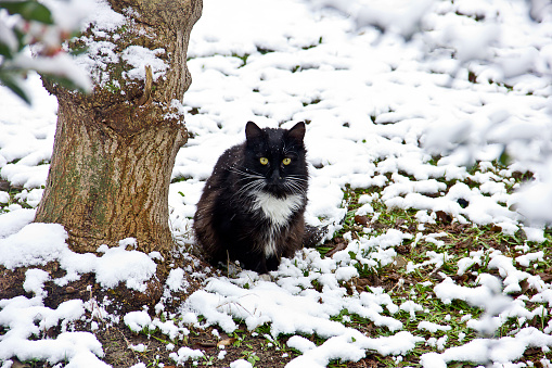 Young striped cat on a snowy day in nature in halkalı küçükçekmece istanbul