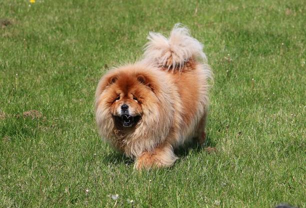 istock a beautiful brown chow chow dog is walking in the park 1298179988