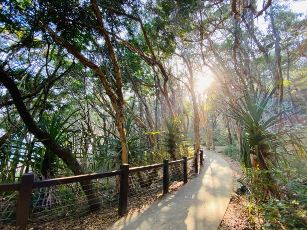 early morning - parco nazionale noosa heads - coastline noosa heads australia landscape foto e immagini stock