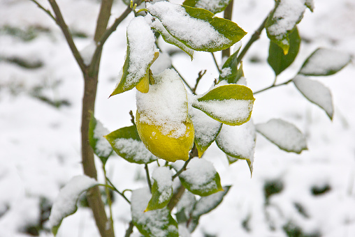 Rosehip bush with fruits with adhering snow. The branches of the Rose hip bent under the weight of the snow and bright red fruits. Common rose haw in winter.