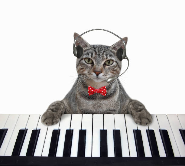 Cat Playing Piano Stock Photos, Pictures & Royalty-Free Images - iStock