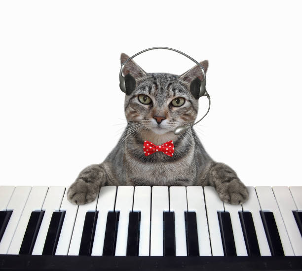 Cat Playing Piano Stock Photos, Pictures & Royalty-Free Images - iStock Cat Playing Piano Stock Photos, Pictures & Royalty-Free Images - iStock