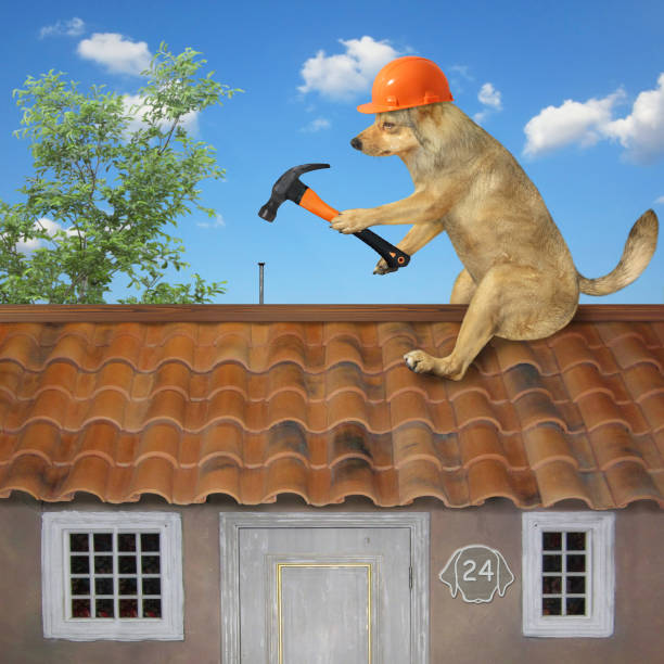 istock Dog with hammer on roof 2 1298181064