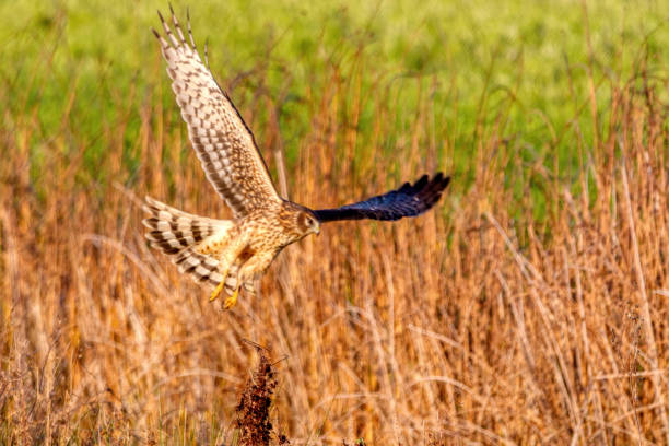 istock northern harrier flying in grass 1298181252