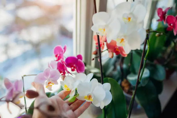 Colorful orchids phalaenopsis. Woman taking care of home plants . Gardener holding white flowers growing on window sill
