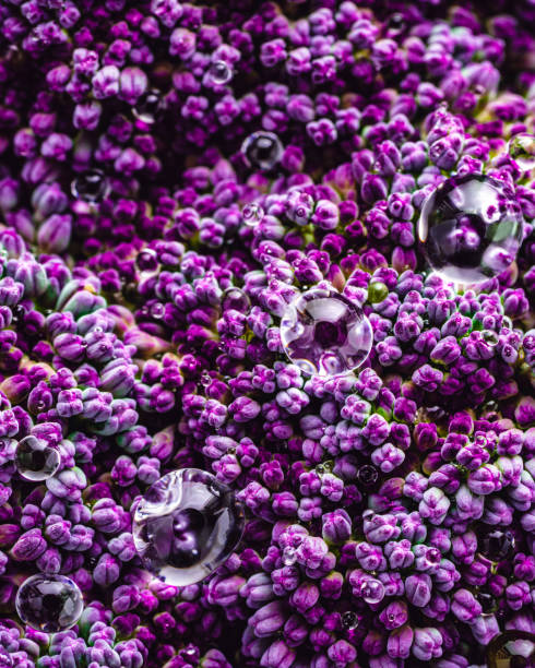 istock Purple cauliflower raw macro with dew drops 1298182489