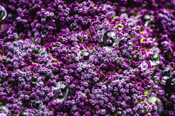 istock Purple cauliflower raw macro with dew drops 1298182774