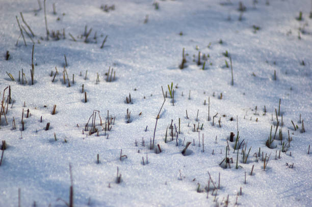 Harvested field in the snow on a winter day