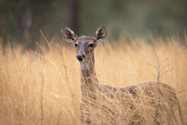 istock Female White Tail Deer on a Hiking Trail in Central Florida 1298184736