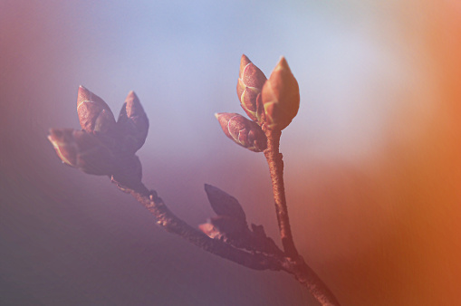 Early spring tree buds