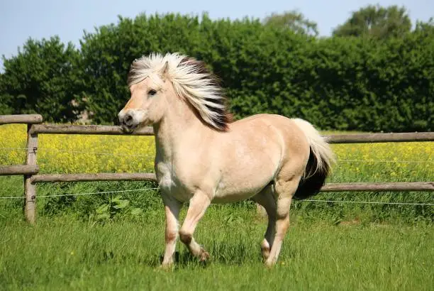 Photo of a beautiful fjord horse is running on the paddock