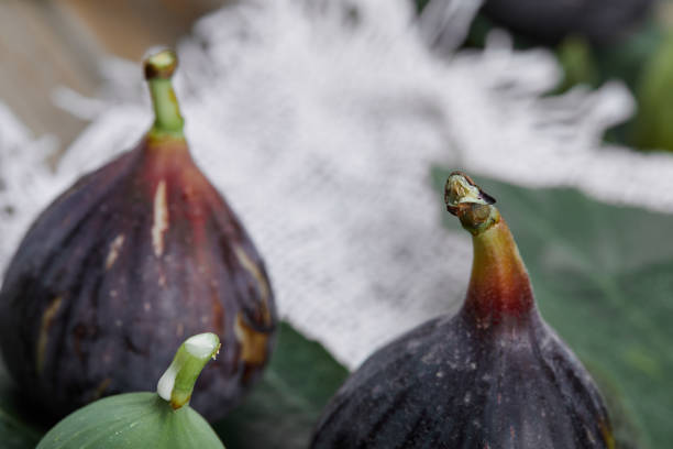 Ripe figs with leaves on a blurry background. High quality photo